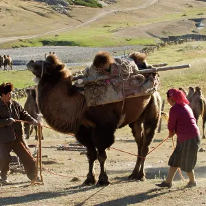 Camel - Kazakh herders lowering camel for loading Camel - Kazakh herders lowering camel for loading