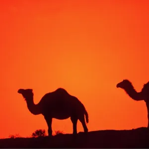 CAMELS - at sunset
