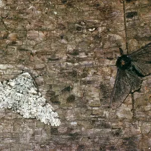 CAMOUFLAGED PEPPERED MOTH - Melanic and Typical Form CAMOUFLAGED PEPPERED MOTH - Melanic and Typical Form