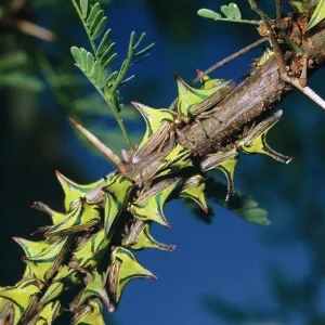 Camouflaged THORNBUGS / Thorn Treehopper - group on branch Camouflaged THORNBUGS / Thorn Treehopper - group on branch