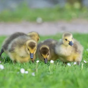 Canada geese, four goslings searching for food on a park meadow Canada geese, four goslings searching for food on a park meadow