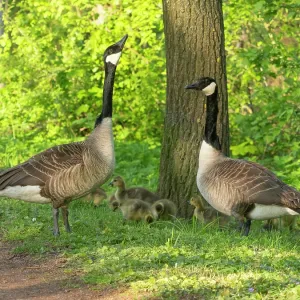 Canada geese, parent birds in a park Canada geese, parent birds in a park