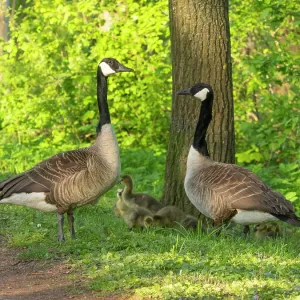 Canada geese, parent birds in a park Canada geese, parent birds in a park