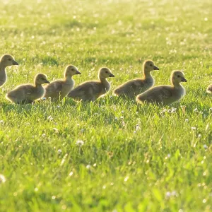 Canada Geese, seven young goslings walking across a park meadow Canada Geese, seven young goslings walking across a park meadow