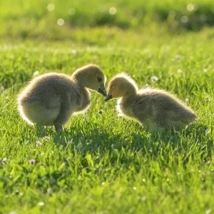 Canada Geese, two young goslings on a park meadow Canada Geese, two young goslings on a park meadow