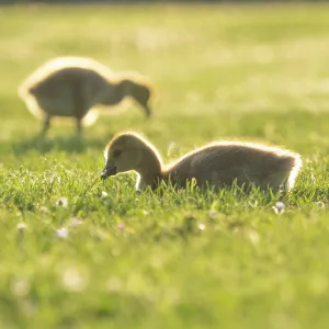 Canada Geese, two young goslings on a park meadow Canada Geese, two young goslings on a park meadow