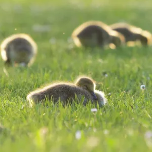 Canada Geese, four young goslings on a park meadow Canada Geese, four young goslings on a park meadow