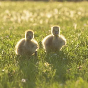 Canada Geese, two young goslings on a park meadow Canada Geese, two young goslings on a park meadow