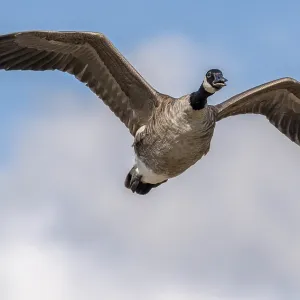 Canada goose, Branta canadensis ssp. canadensis Canada goose, Branta canadensis ssp. canadensis