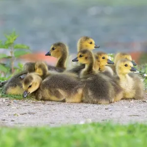 Canada goose, goslings resting at the edge of a lake Canada goose, goslings resting at the edge of a lake