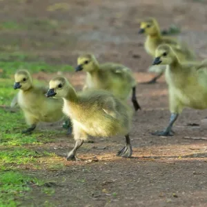 Canada goose, several goslings running along a park pathway Canada goose, several goslings running along a park pathway