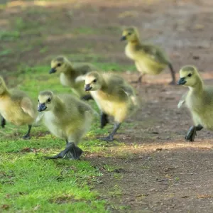 Canada goose, several goslings running along a park pathway Canada goose, several goslings running along a park pathway