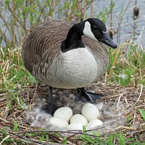 Canada Goose - On Nest with Eggs