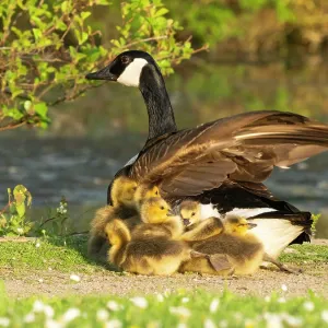 Canada goose, parent female bird resting at the edge of a lake Canada goose, parent female bird resting at the edge of a lake