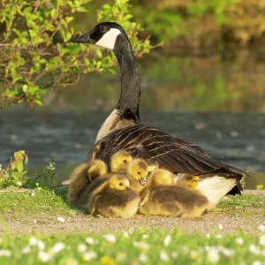 Canada goose, parent female bird resting at the edge of a lake Canada goose, parent female bird resting at the edge of a lake