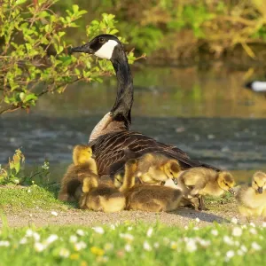 Canada goose, parent female bird resting at the edge of a lake Canada goose, parent female bird resting at the edge of a lake