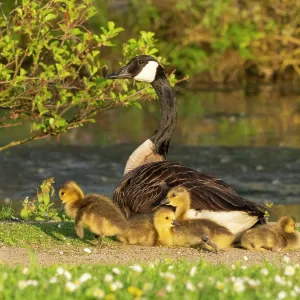 Canada goose, parent female bird resting at the edge of a lake Canada goose, parent female bird resting at the edge of a lake