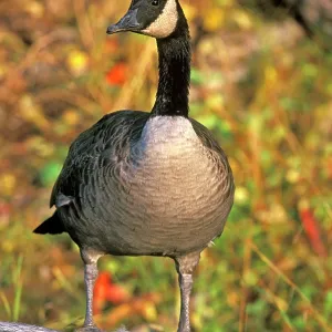 Canada Goose standing on dead tree, autumn colors Canada Goose standing on dead tree, autumn colors