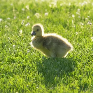 Canada Goose, young gosling standing on a park meadow Canada Goose, young gosling standing on a park meadow