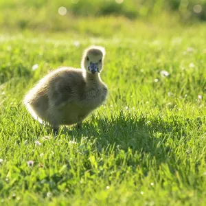 Canada Goose, young gosling standing on a park meadow Canada Goose, young gosling standing on a park meadow
