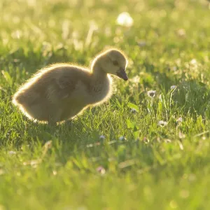 Canada Goose, young gosling standing on a park meadow Canada Goose, young gosling standing on a park meadow