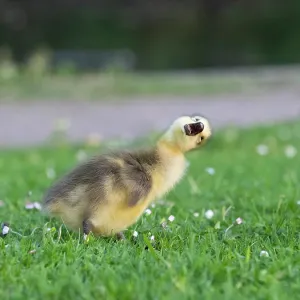 Canada Goose, young gosling standing on a park meadow Canada Goose, young gosling standing on a park meadow
