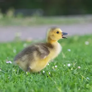 Canada Goose, young gosling standing on a park meadow Canada Goose, young gosling standing on a park meadow