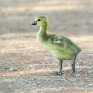 Canada Goose, young gosling standing on a park pathway Canada Goose, young gosling standing on a park pathway