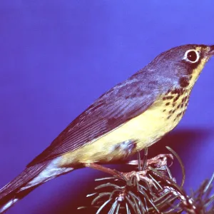 CANADA WARBLER CANADA WARBLER