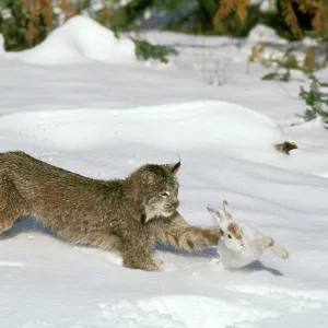 Canadian LYNX - hunting Snowshoe / Varying HARE