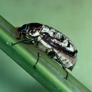 CANE BEETLE - sugar cane pest CANE BEETLE - sugar cane pest