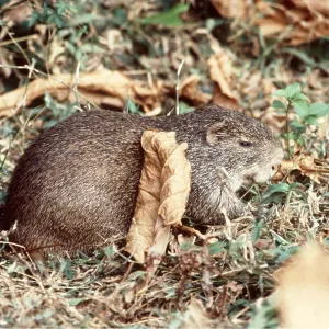 CANE RAT CANE RAT