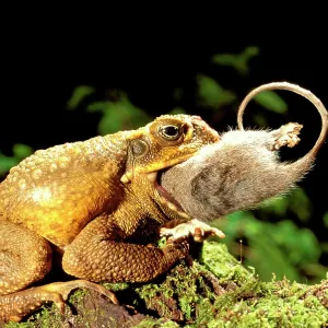 Cane toad / Giant toad / Marine toad - swallowing Cane toad / Giant toad / Marine toad - swallowing