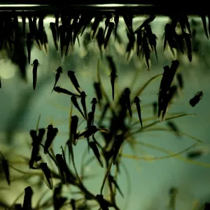Cane toad, tadpoles Cane toad, tadpoles