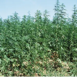 CANNABIS / HEMP - Legal Crop CANNABIS / HEMP - Legal Crop