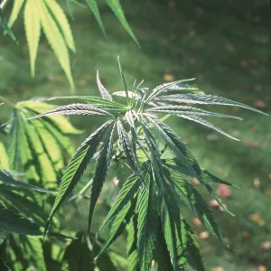 CANNABIS PLANT CANNABIS PLANT