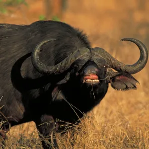 Cape Buffalo - Showing teeth. With Red-billed