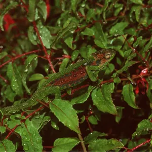 CAPE DWARF CHAMELEON - camouflaged amongst leaves CAPE DWARF CHAMELEON - camouflaged amongst leaves
