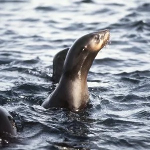 CAPE FUR SEAL - head above water CAPE FUR SEAL - head above water