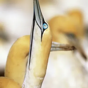 Cape Gannet - displaying Cape Gannet - displaying