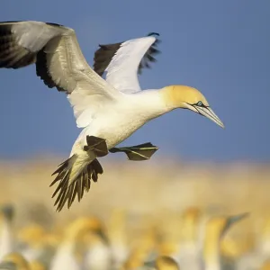Cape Gannet - landing amongst colony Cape Gannet - landing amongst colony