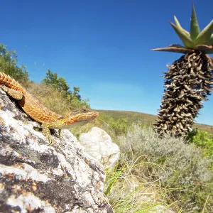 Cape Girdled Lizard Cape Girdled Lizard