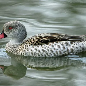 Cape Teal - reflected in the water Slimbridge Wildfowl Cape Teal - reflected in the water Slimbridge Wildfowl