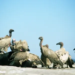 CAPE VULTURES - group around carcass CAPE VULTURES - group around carcass