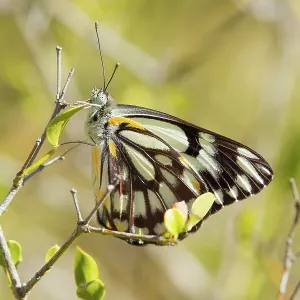Caper White Butterfly Caper White Butterfly