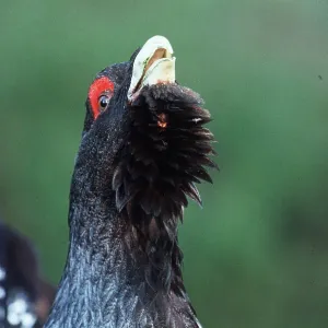CAPERCAILLIE - calling CAPERCAILLIE - calling