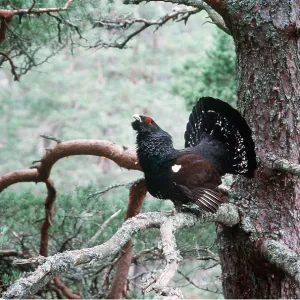 CAPERCAILLIE - displaying in tree CAPERCAILLIE - displaying in tree