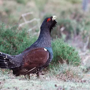 CAPERCAILLIE - male, displaying CAPERCAILLIE - male, displaying