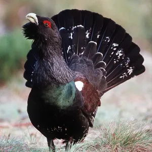 CAPERCAILLIE - male, displaying CAPERCAILLIE - male, displaying