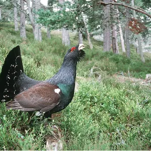 CAPERCAILLIE - male, displaying & calling CAPERCAILLIE - male, displaying & calling